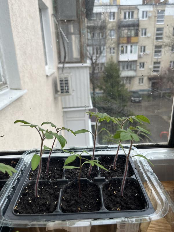 Рассада - см самый низкий росток - не похож он на томат