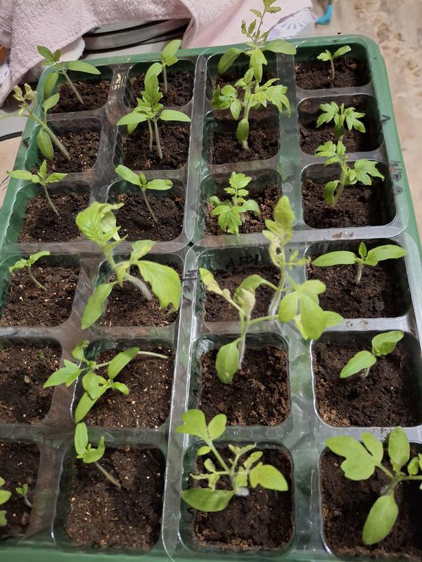 Рассада помидор
