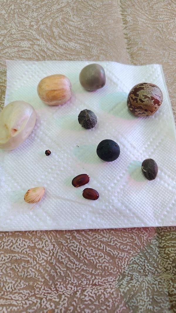 Всем здоровья! Привезли всякого из Тайланда,может кто знает, что это?