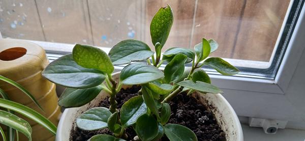 Пеперомия туполистная