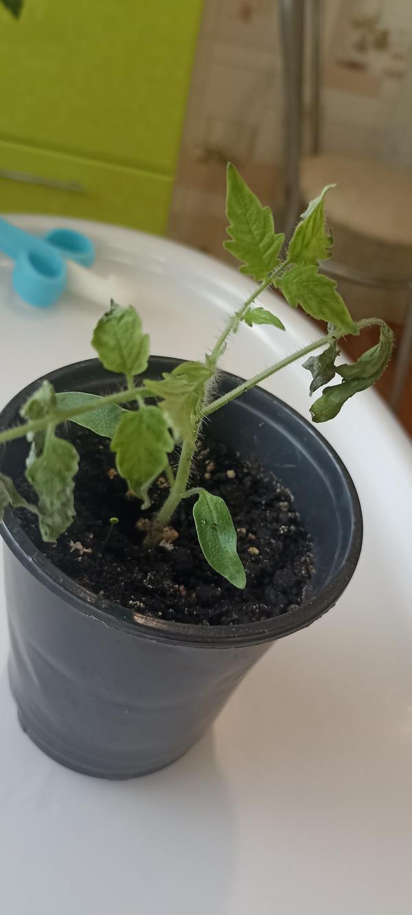 Рассада томатов, что с ней случилось?