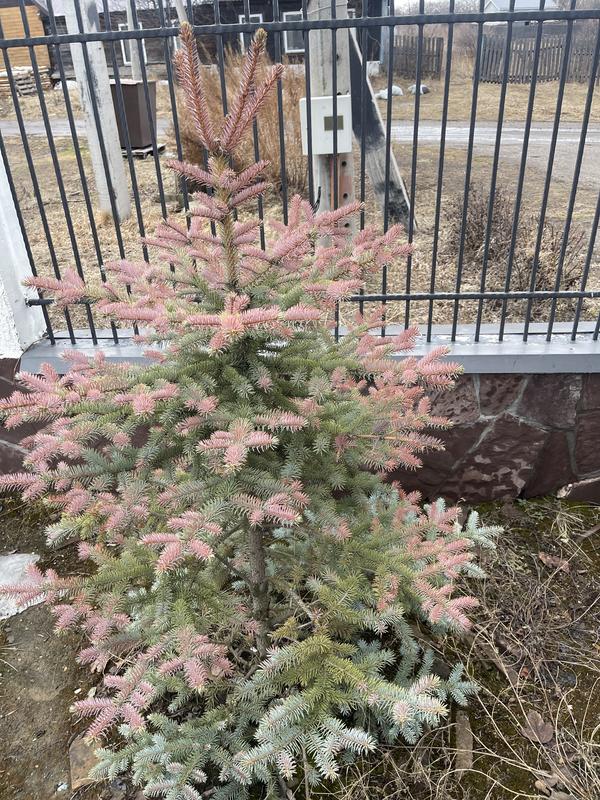 Пораженная ель