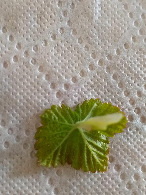 Лист смородины с обратной стороны