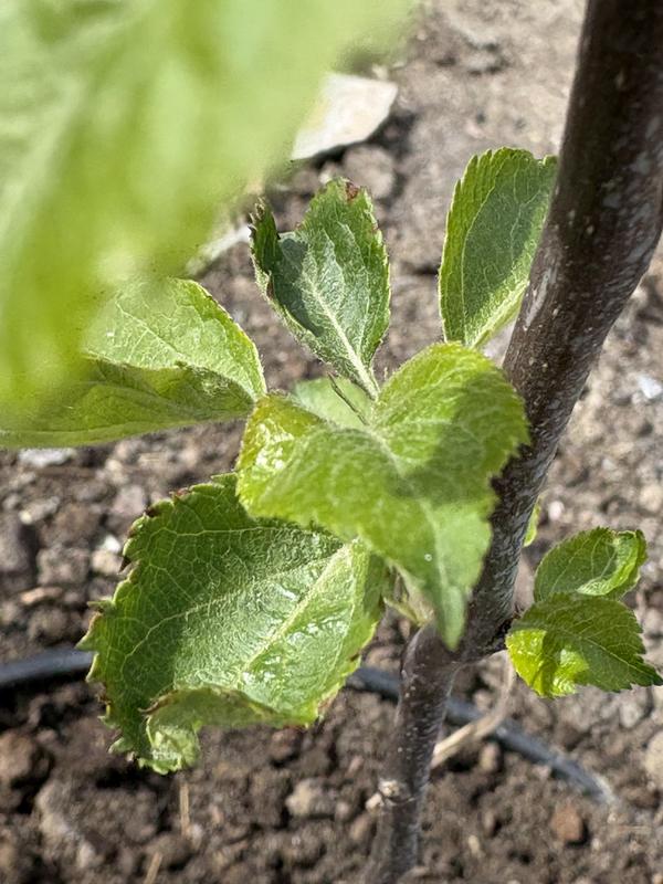 Листья саженца яблони края коричневые