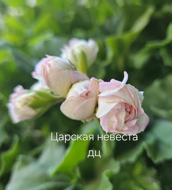 Розы-розы