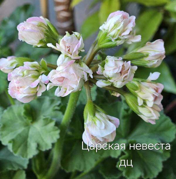Царская невеста. Очень нравится!