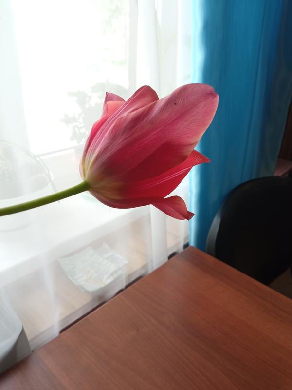 Тюльпан