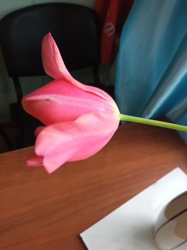 Тюльпан