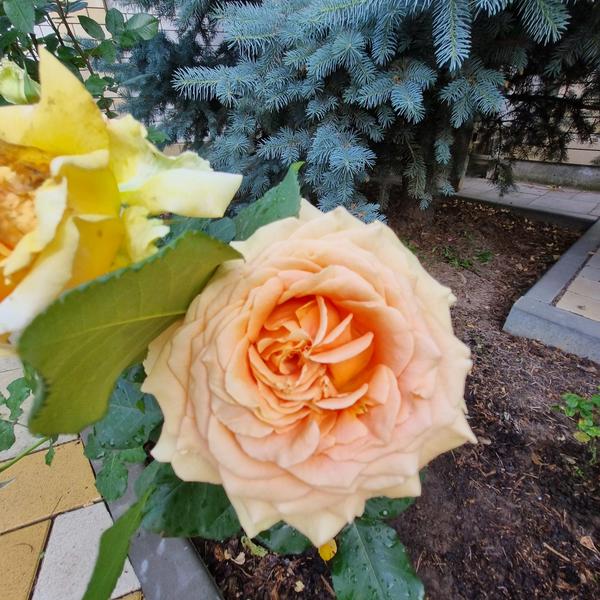 Роза с фруктовый ароматом, огромные цветки, без шипов.
