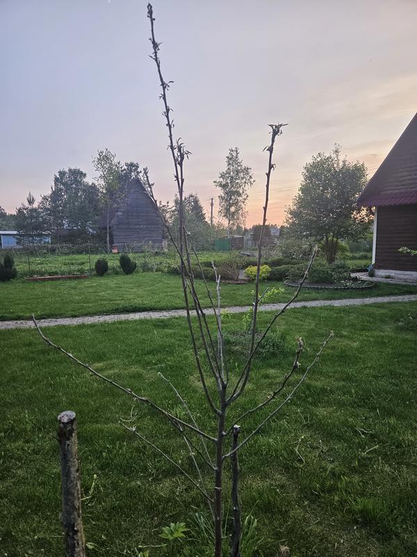 Общий вид