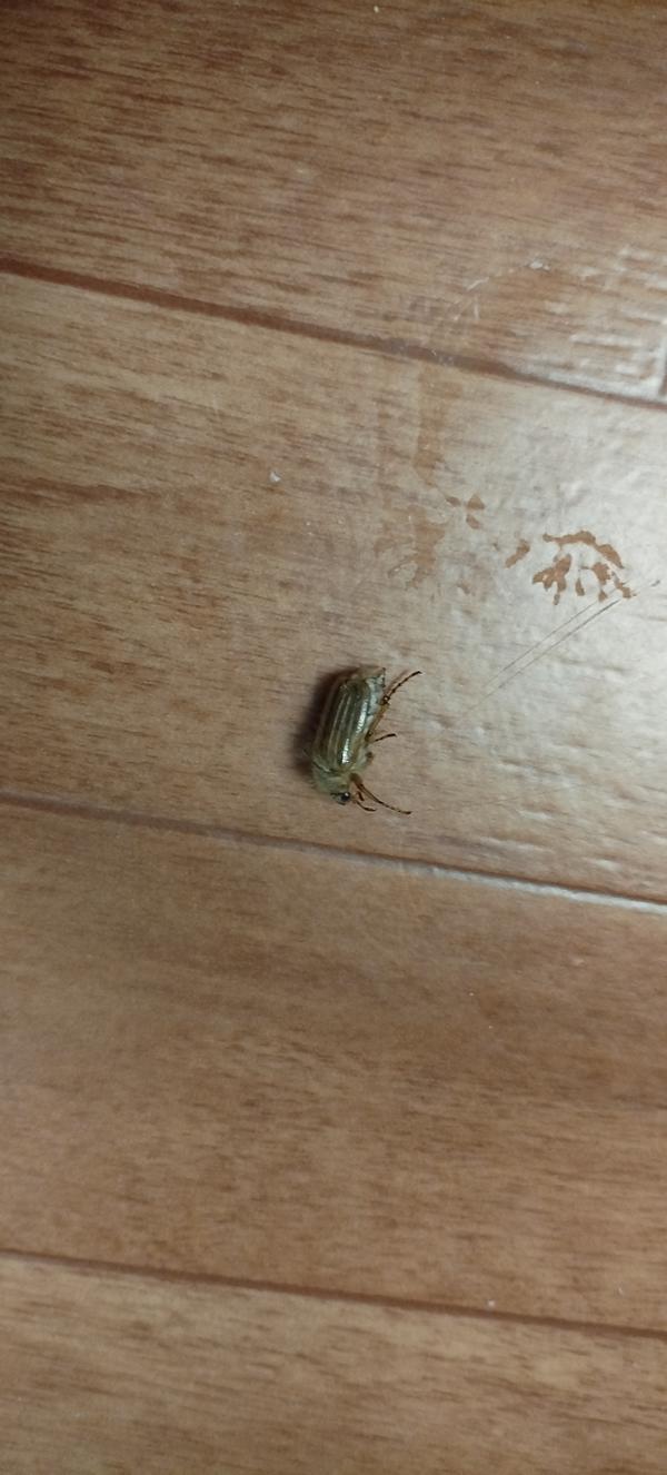 Жук