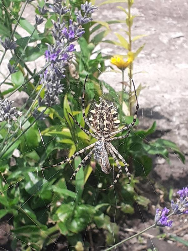 Паук с низу