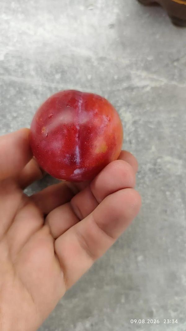 слива
