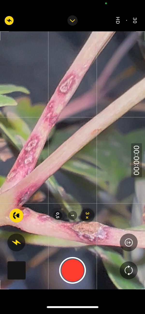 стебли