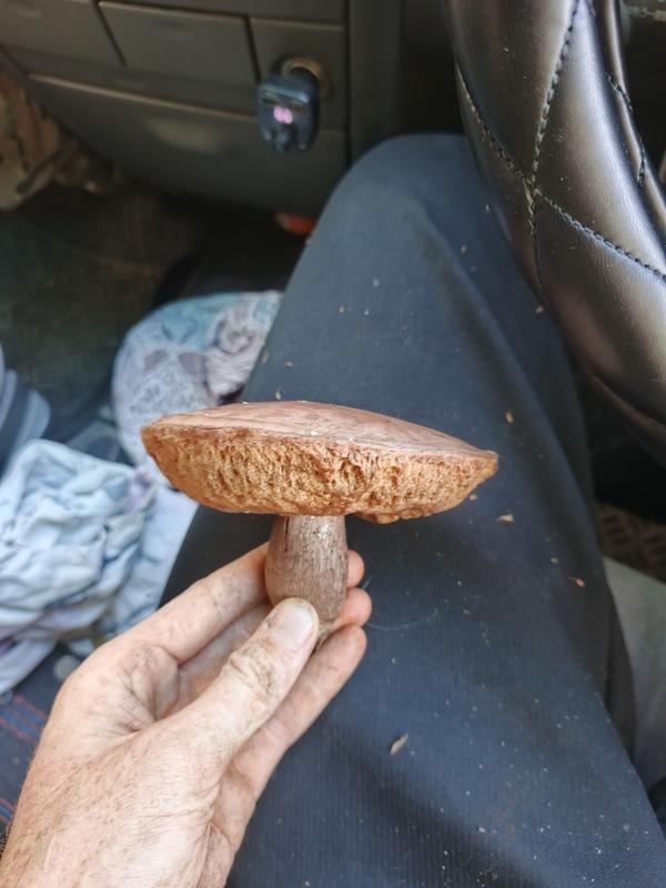 Гриб