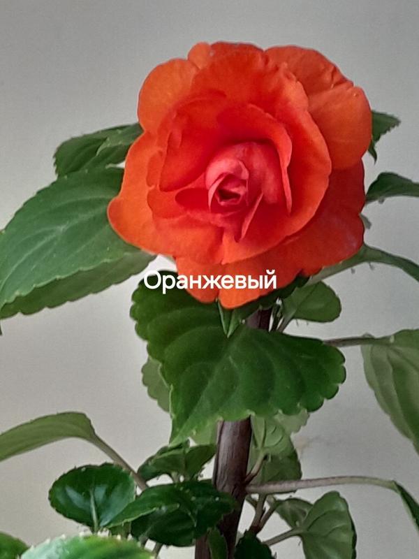 Бальзамин