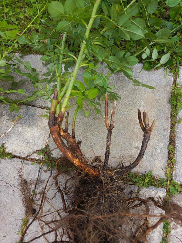 Розы или шиповник