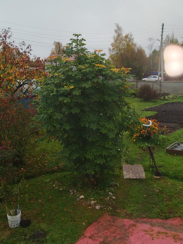 Каштан