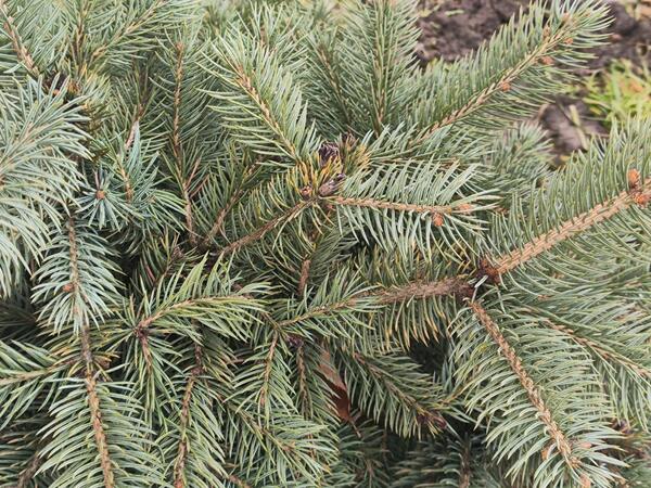 началась желтизна по хвое, внизу некоторые веточки побурели