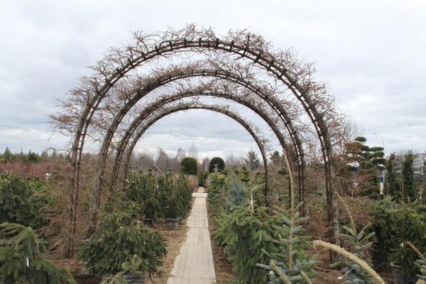 Арка из тонкочешуйчатых лиственниц в садовом центре Imperial garden