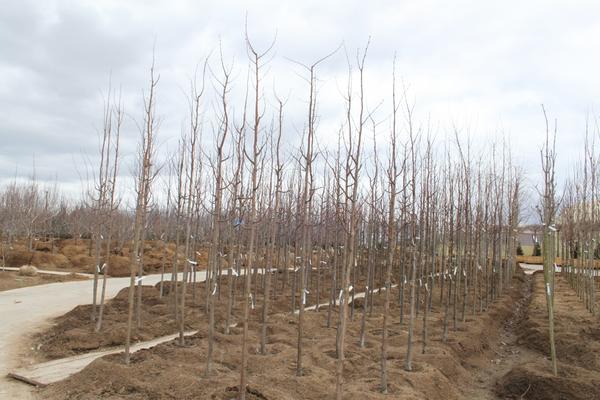 Роща из европейских лип (Tilia europaea) "Pallida"