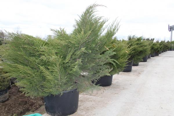 Можжевельник средний Mint Julep Juniperus