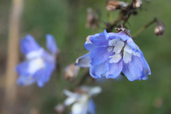 цветы октября