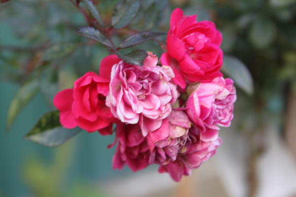 цветы октября