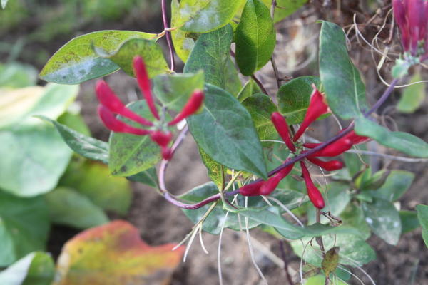 цветы октября