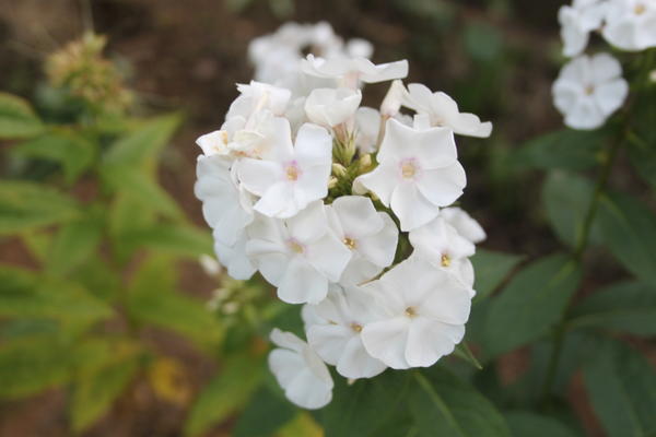 цветы октября