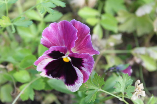 цветы октября