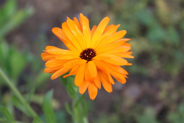 цветы октября