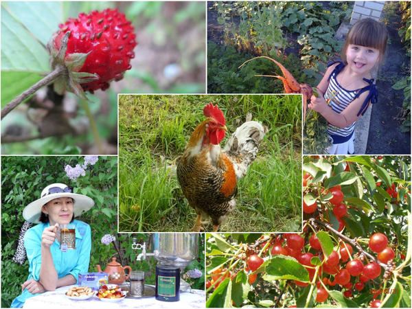 Поздравляем победителей конкурса дачных фотографий