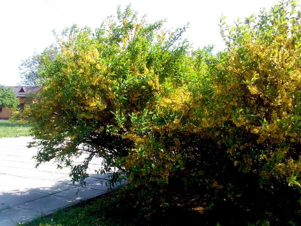 Неопознанный мной кустарник цветет Неопознанный мной кустарник цветет