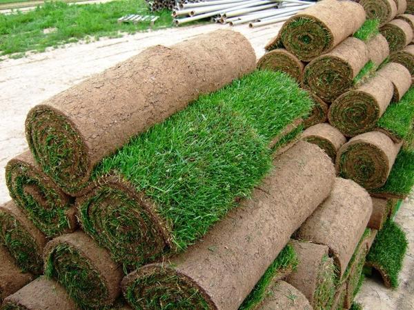 Рулоны газона