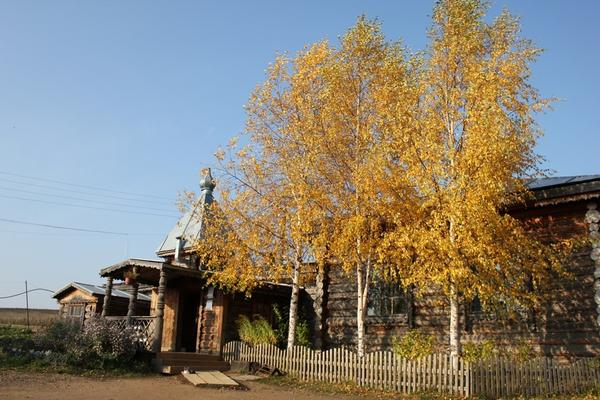 Березы осенью (автор фото 4XEL)