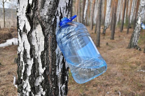 Сбор березового сока