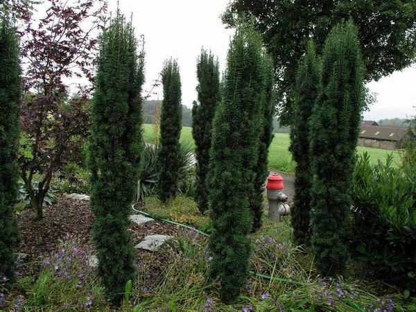 Тис ягодный Fastigiata Robusta. Фото с сайта escapenet.ch Тис ягодный Fastigiata Robusta. Фото с сайта escapenet.ch