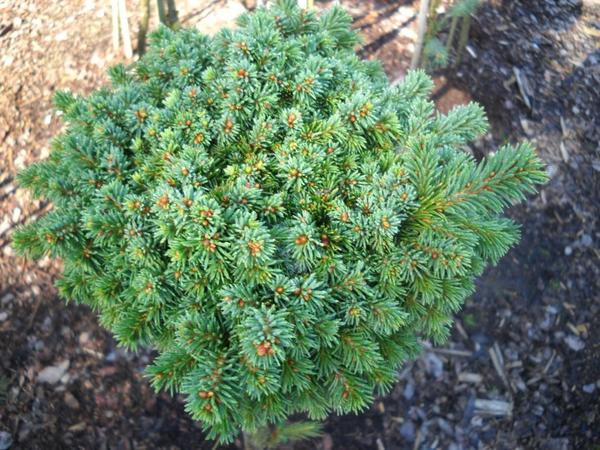 Ель обыкновенная Gregoryana. Фото с сайта conifertreasury.org Ель обыкновенная Gregoryana. Фото с сайта conifertreasury.org