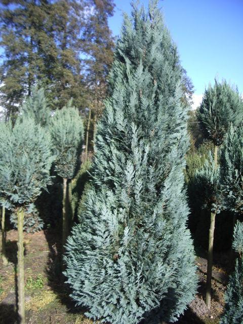 Кипарисовик Лавсона Alumii. Фото с сайта www.arborix.be Кипарисовик Лавсона Alumii. Фото с сайта www.arborix.be