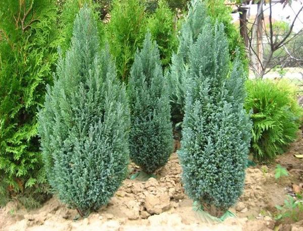 Кипарисовик Лавсона Ellwoodii. Фото с сайта www.gardencentrum.sk Кипарисовик Лавсона Ellwoodii. Фото с сайта www.gardencentrum.sk