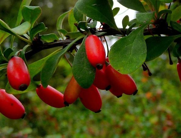 Барбарис амурский