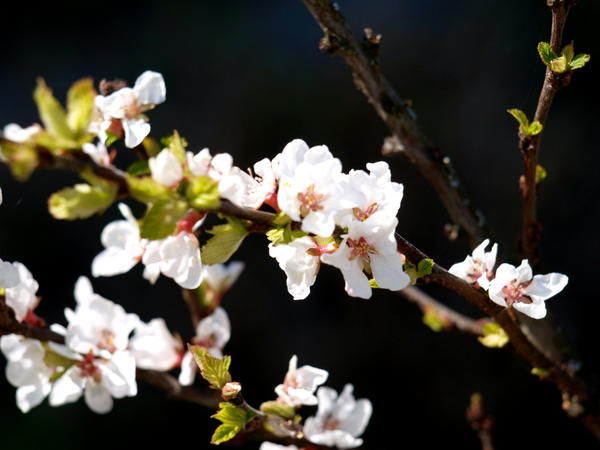 Цветки войлочной вишни