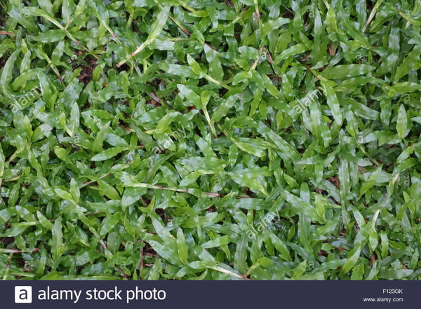 Blanket grass, Axonopus compressus, prostrate plants in a Bangkok lawn, Thailand