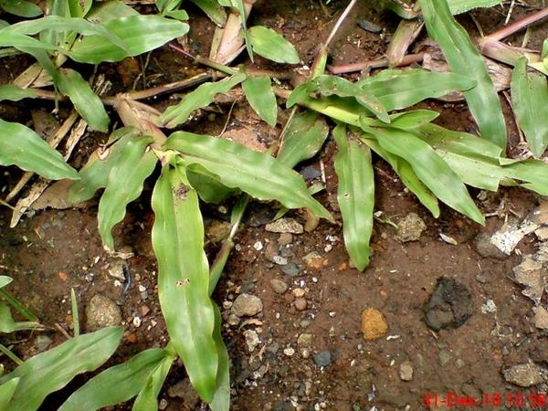 Carpetgrass: Axonopus compressus