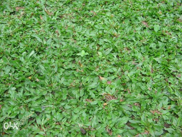 Газон из frog grass