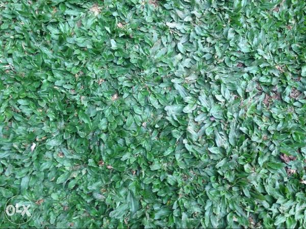 Frog grass