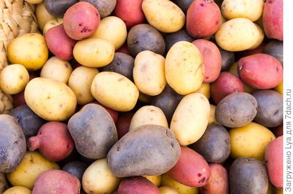 Картофель: секреты хорошего урожая. Советы огородников, видео