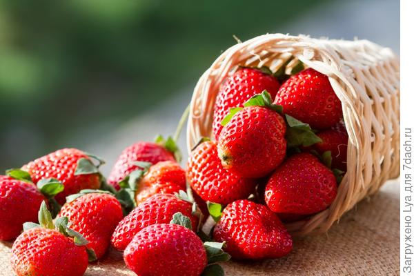 Лукошко садовой земляники