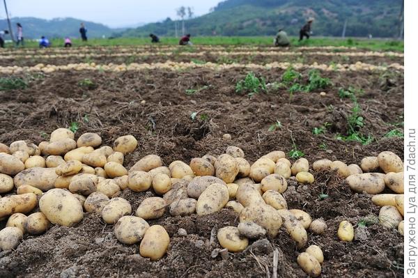 5 секретов успешного старта роста и урожая картофеля